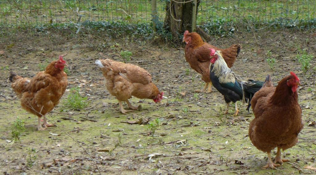 Agriturismo Colombino Σιένα Εξωτερικό φωτογραφία